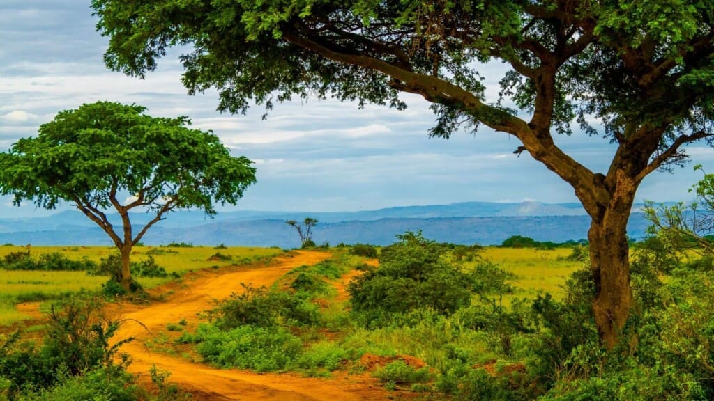 Super Cool Virtual Safari and Zoo Tours For Kids