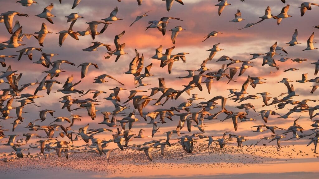 Birds flying across the sky during seasonal migration, featured in "Winged Migration" — an educational documentary for kids about bird life.